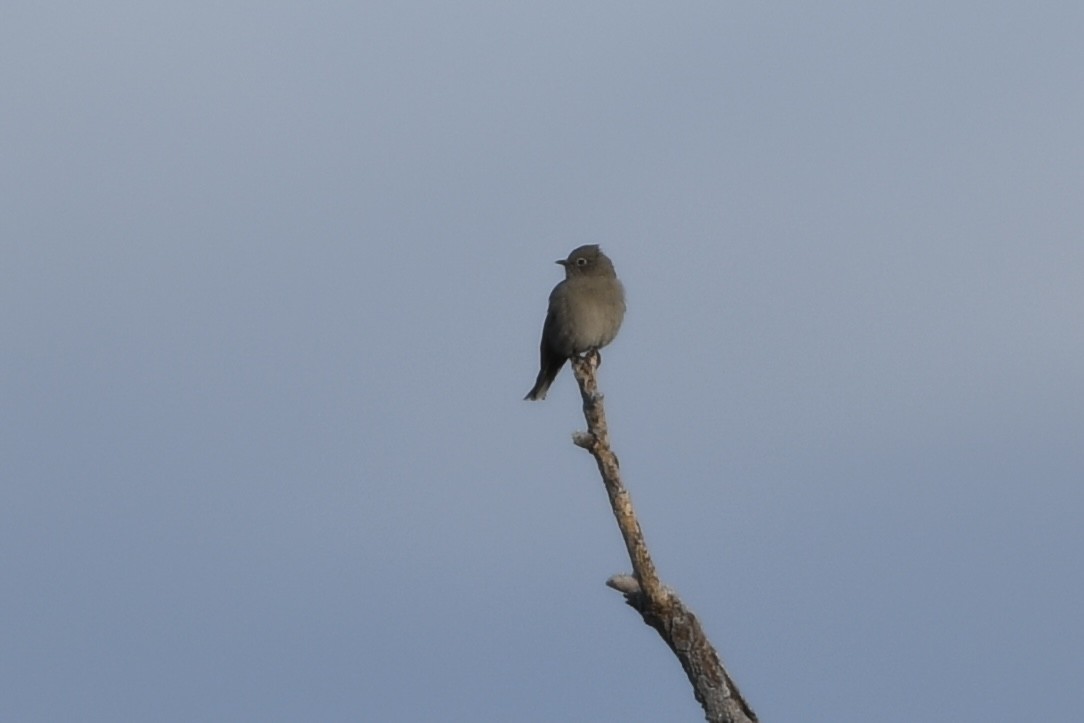 Townsend's Solitaire - ML509349691