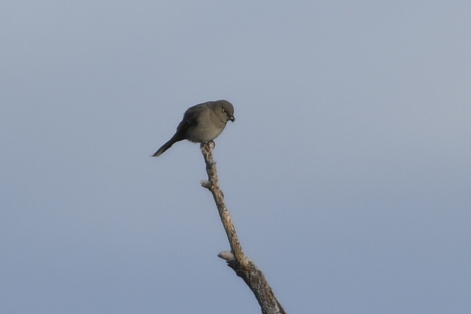 Townsend's Solitaire - ML509349701