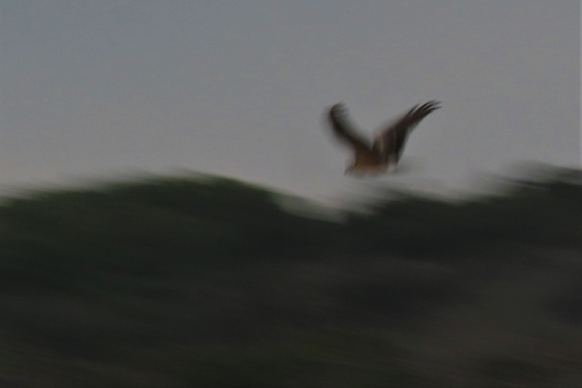 Pallid Harrier - ML509349751