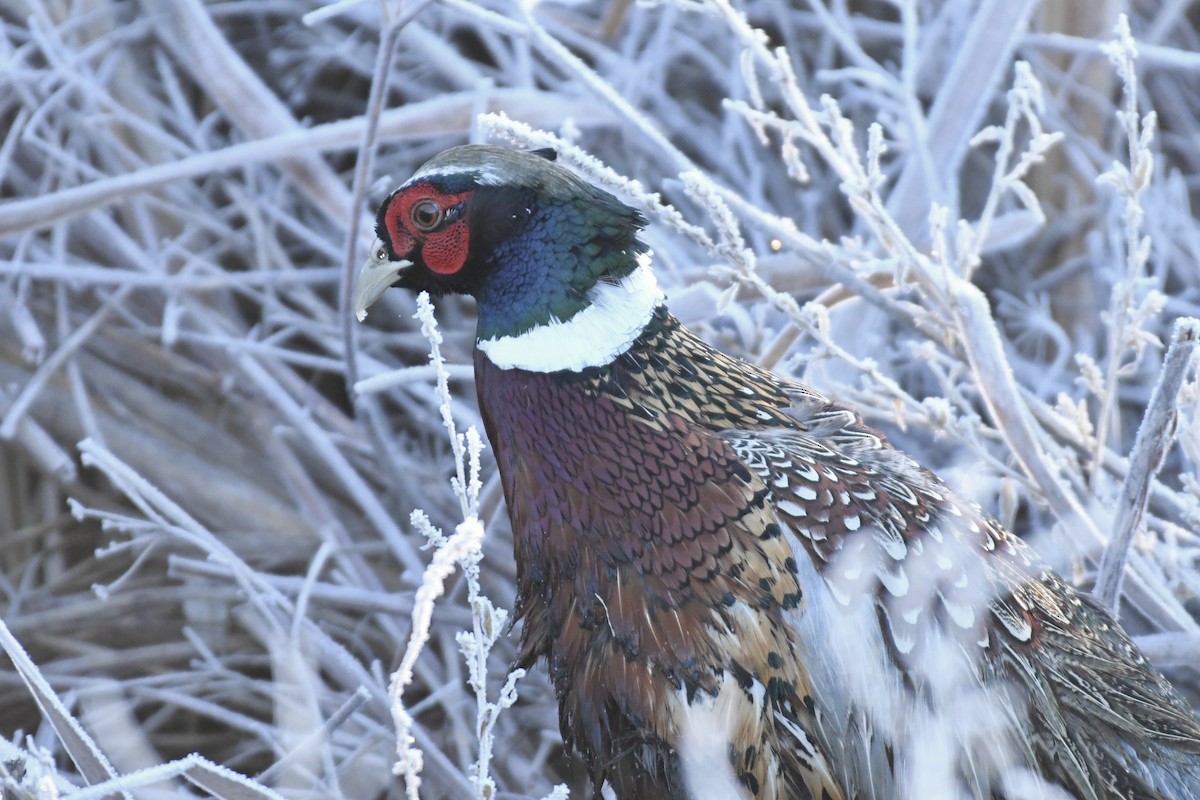 Ring-necked Pheasant - ML509349911