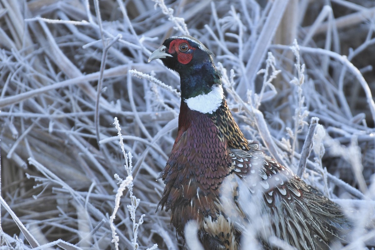 Ring-necked Pheasant - ML509349921