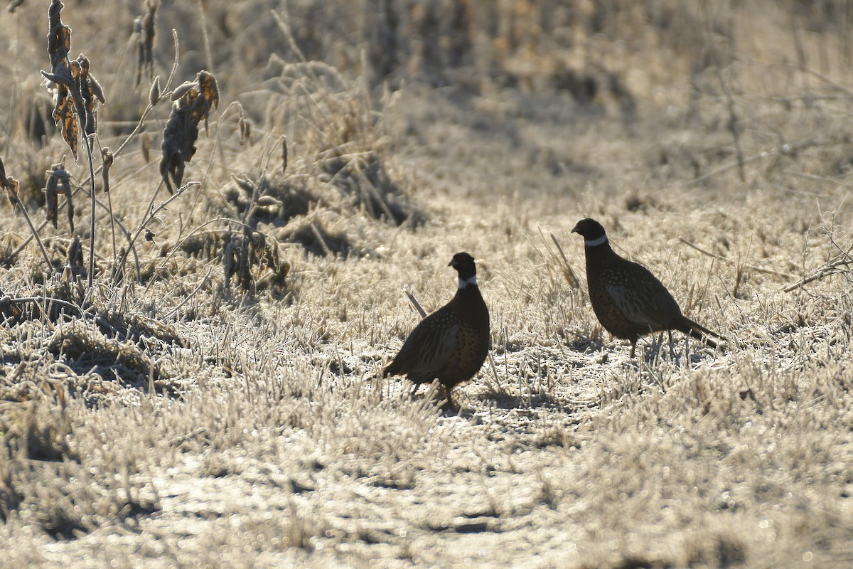 Ring-necked Pheasant - ML509349931