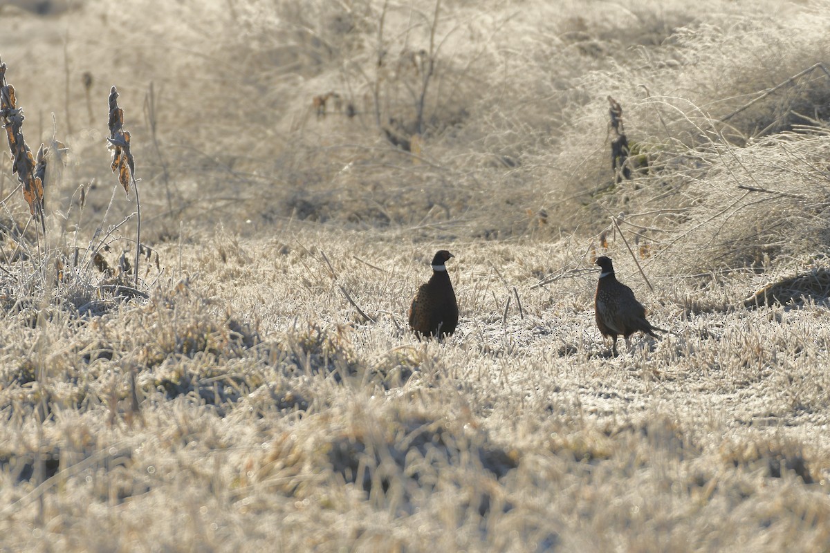 Ring-necked Pheasant - ML509350251