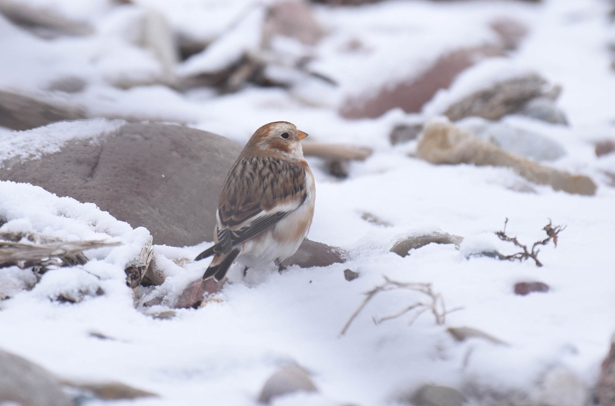 Snow Bunting - Kathy Marche