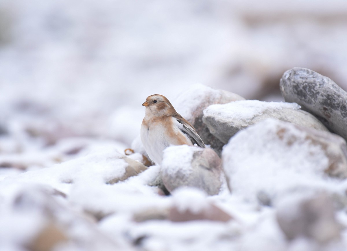 Snow Bunting - ML509350581