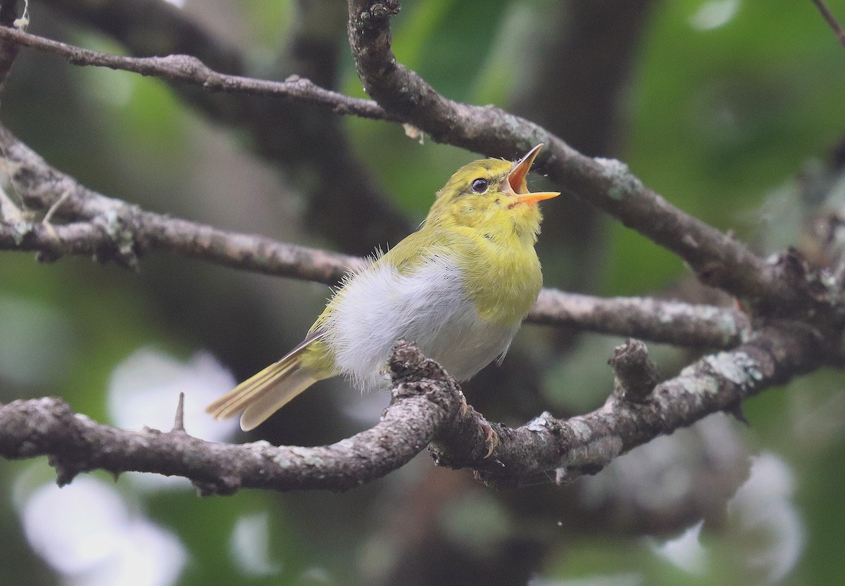 Laura's Woodland-Warbler - ML509351911