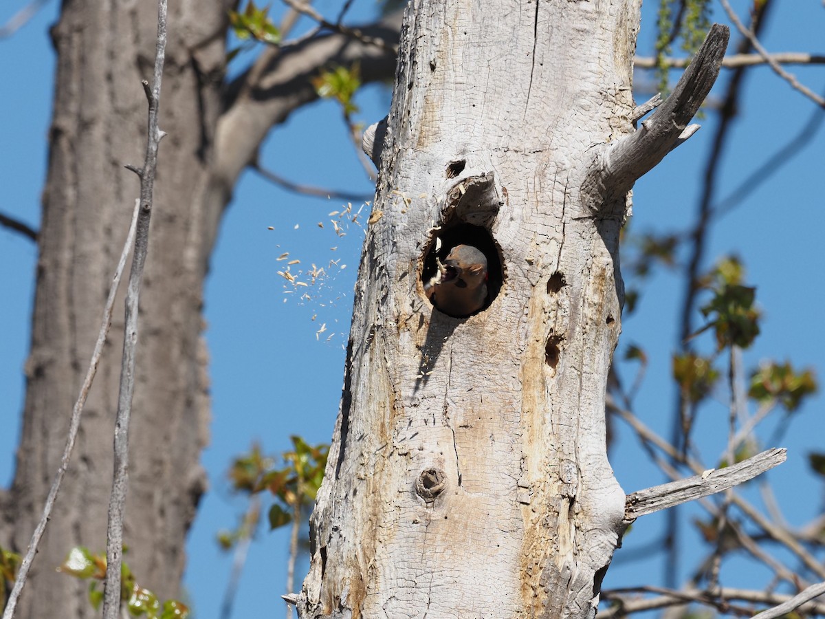 Northern Flicker - René Désilets