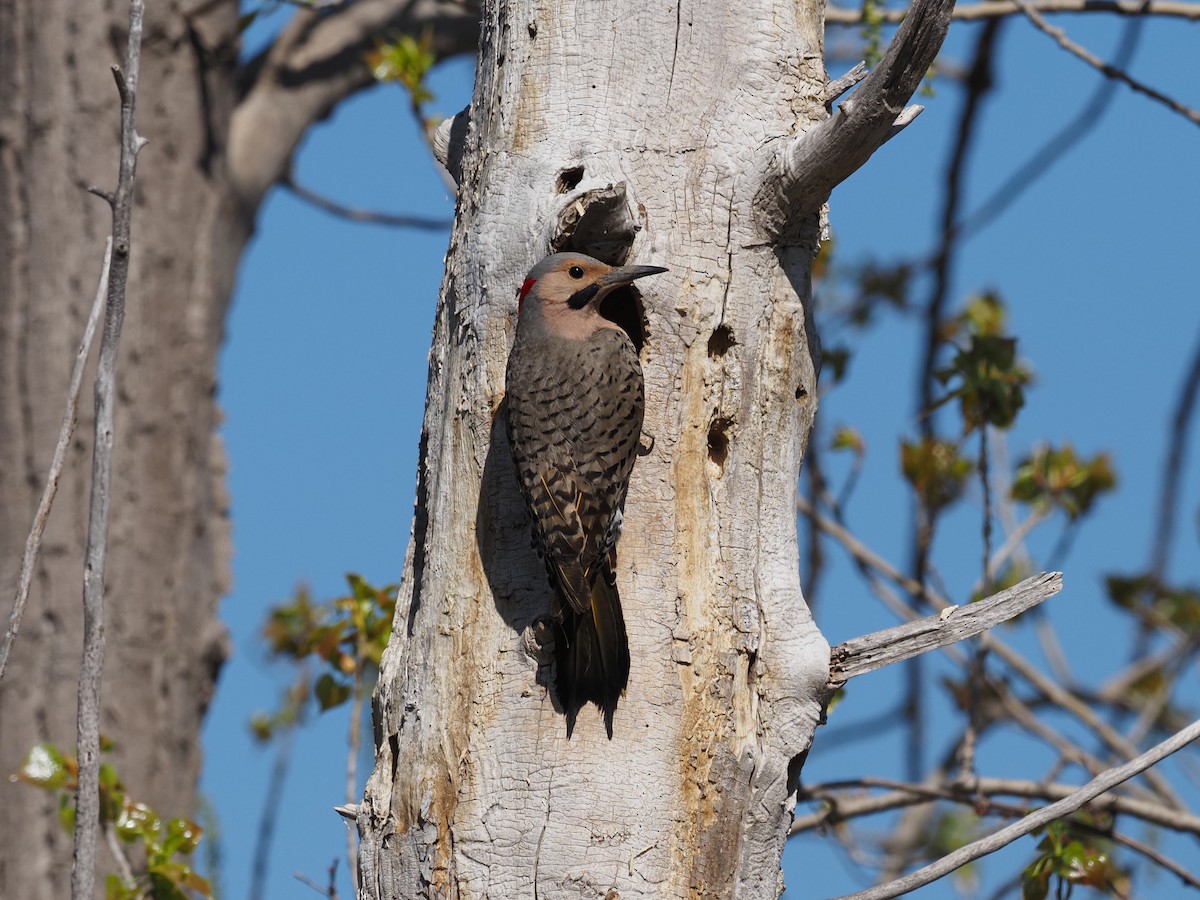 Northern Flicker - René Désilets