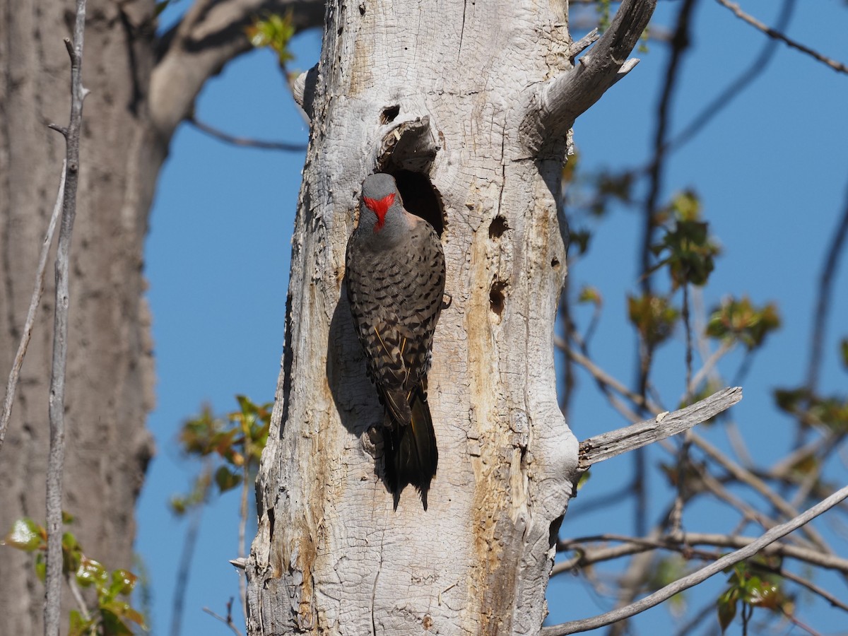 Northern Flicker - ML509352831