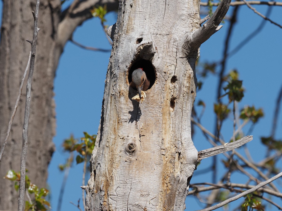 Northern Flicker - René Désilets