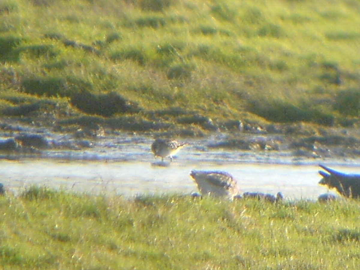 Weißbürzel-Strandläufer - ML509353131