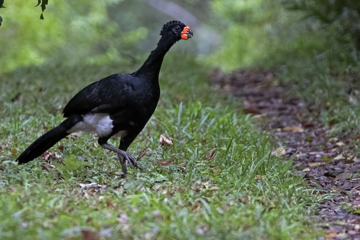 Red-billed Curassow - Leonildo Piovesan