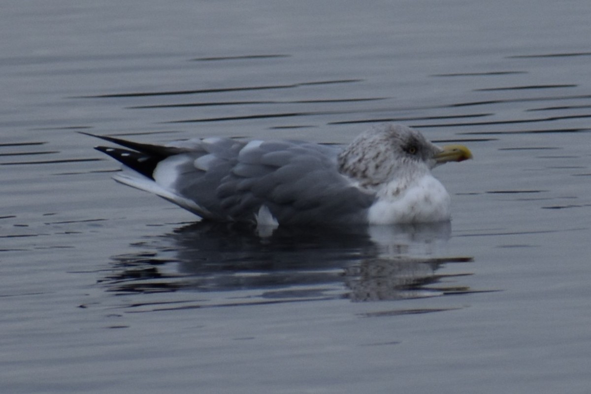 Herring Gull - Bill Hubbard