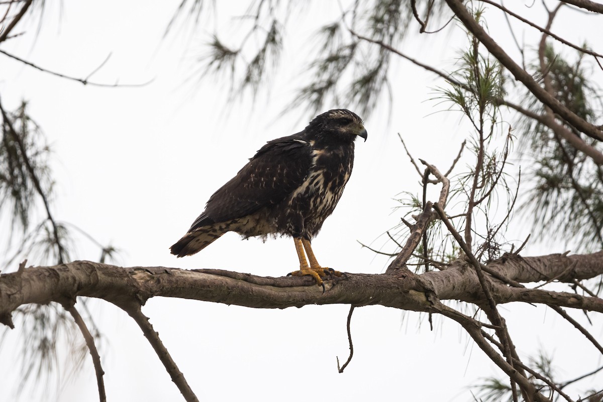 Common Black Hawk - Ivani Martínez Paredes