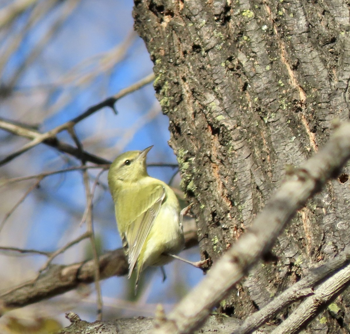 Tennessee Warbler - ML509357831