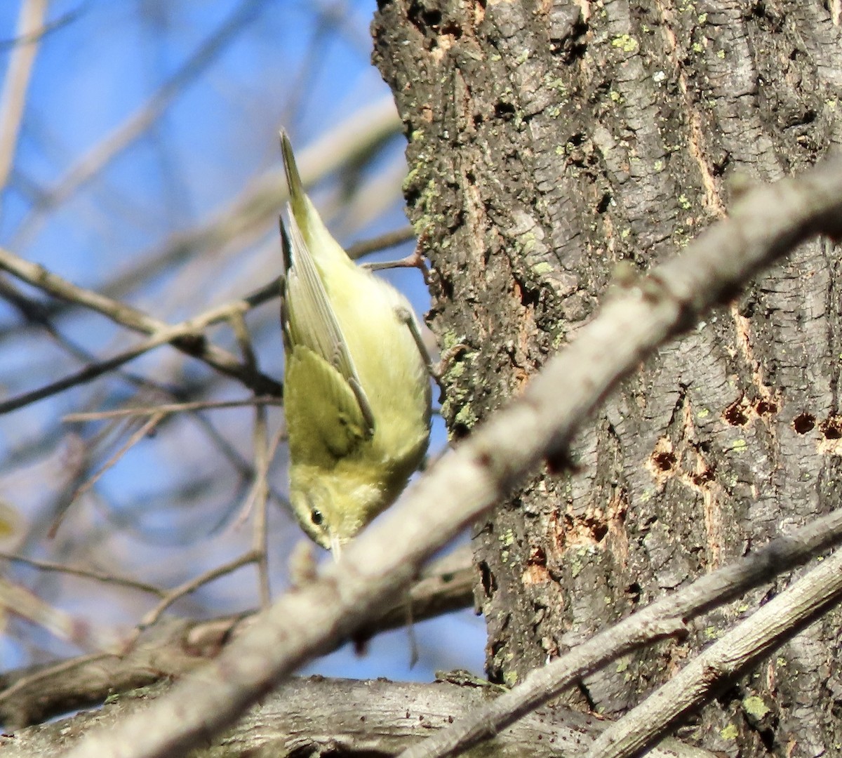 Tennessee Warbler - ML509357841