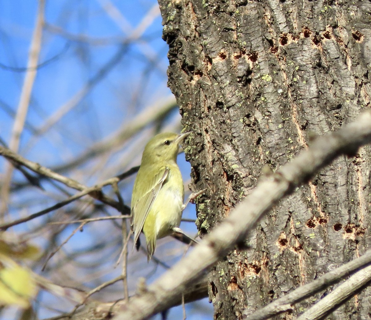 Tennessee Warbler - ML509357851