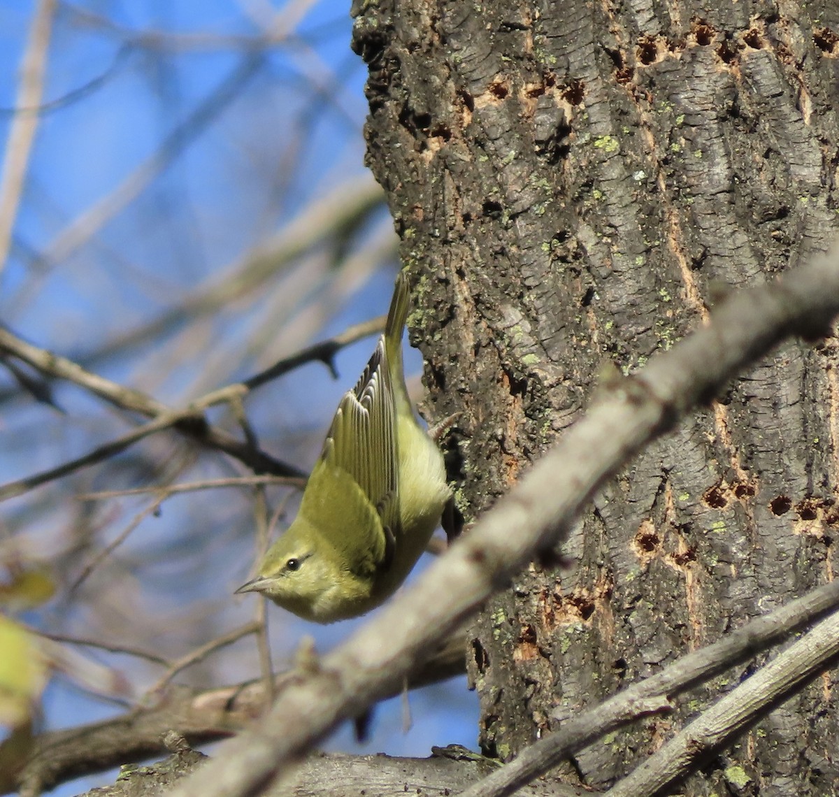 Tennessee Warbler - ML509357861