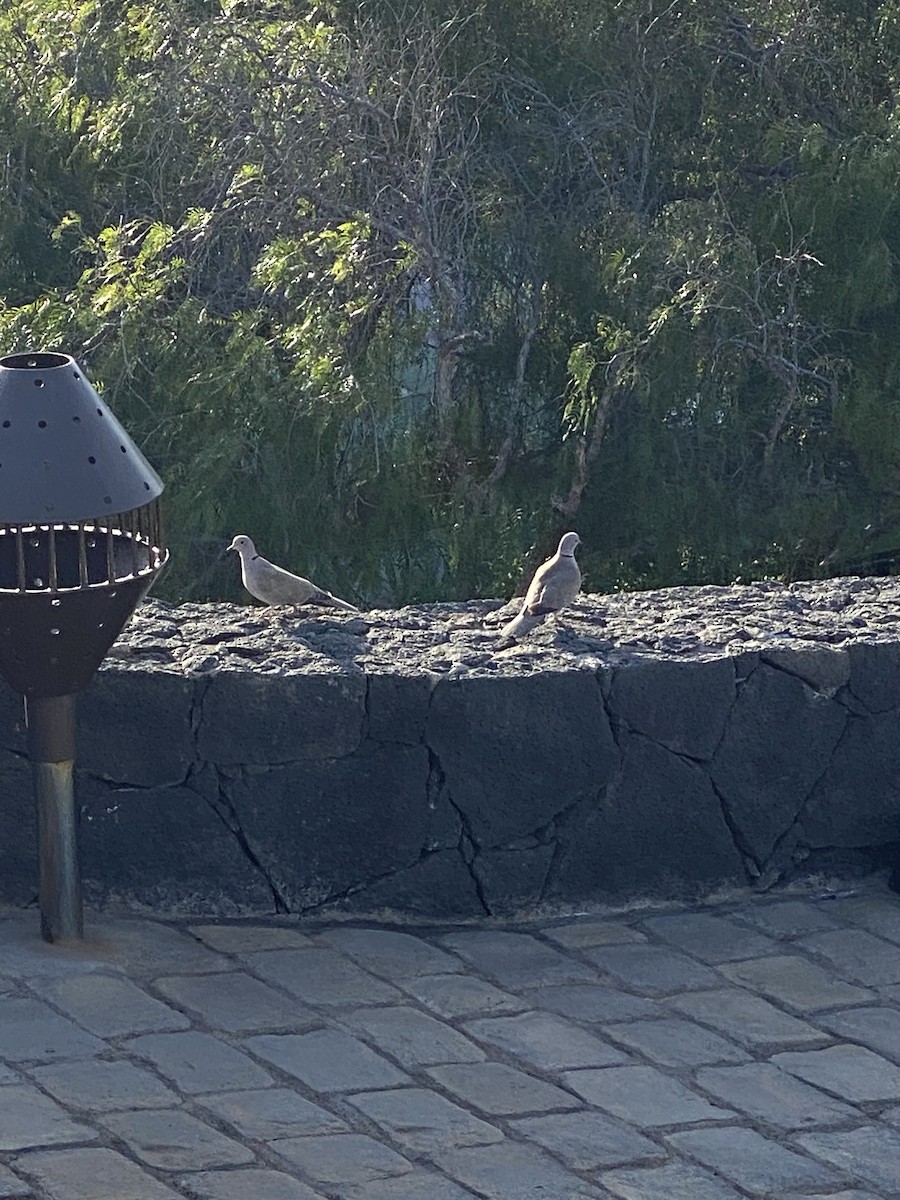 Eurasian Collared-Dove - ML509358921