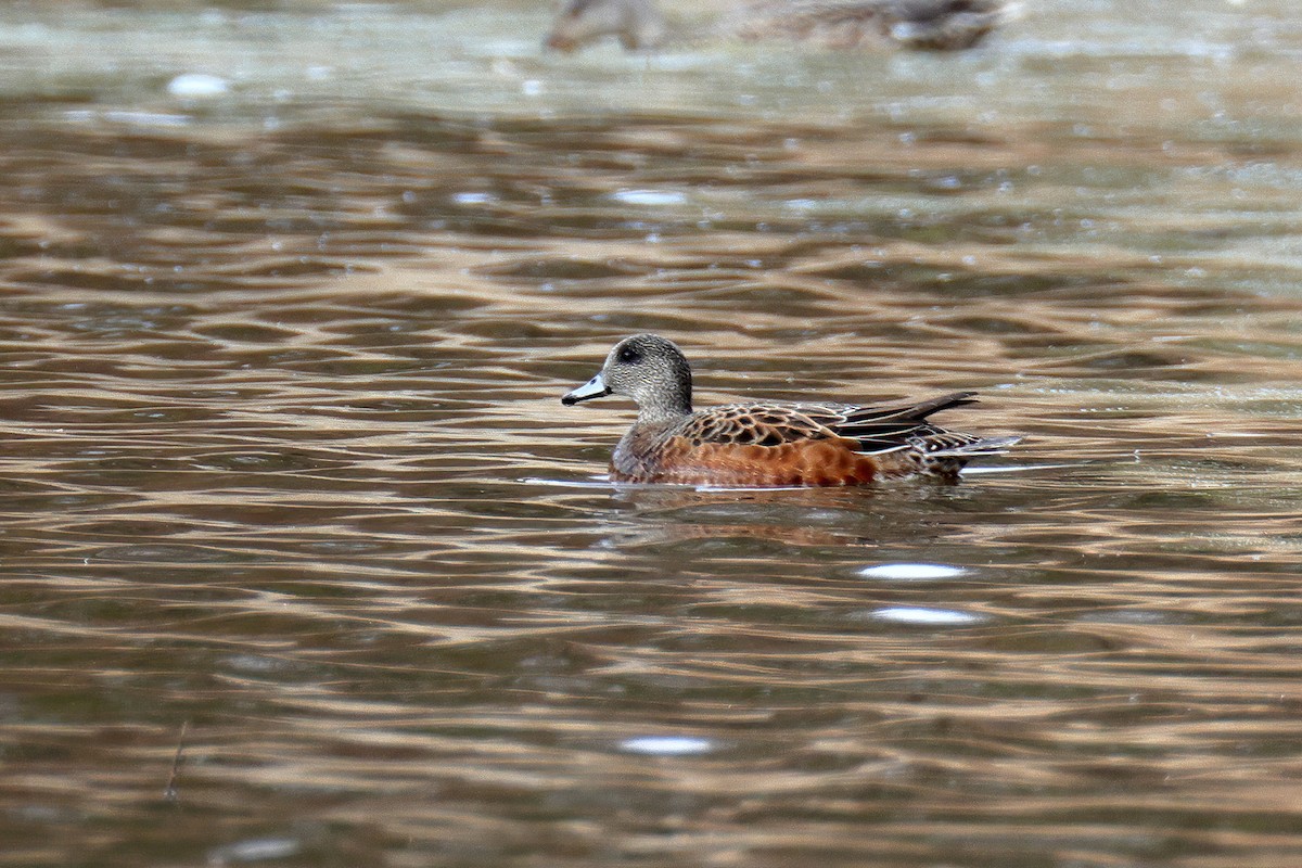 American Wigeon - Doug Hommert