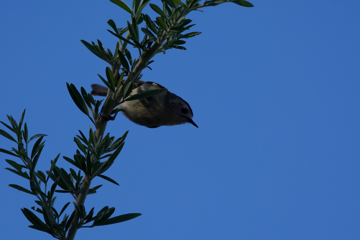 Goldcrest - ML509359561