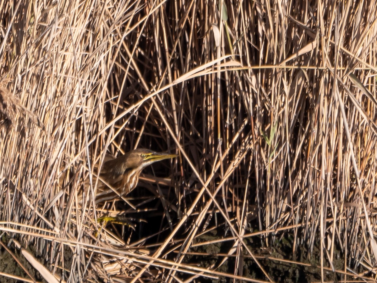 American Bittern - ML509359951