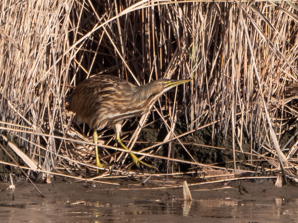 American Bittern - Doug Hosney