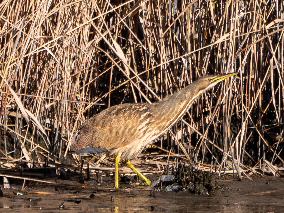 American Bittern - ML509359971