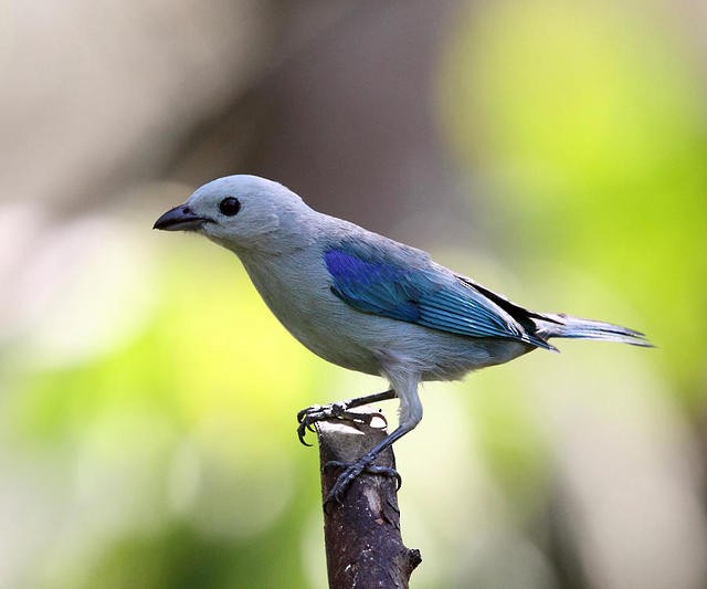 Blue-gray Tanager - ML50936061