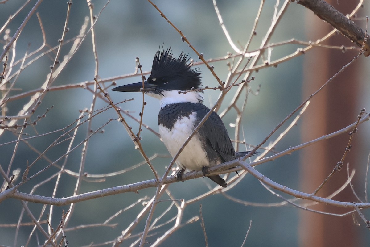 Belted Kingfisher - William Rockey