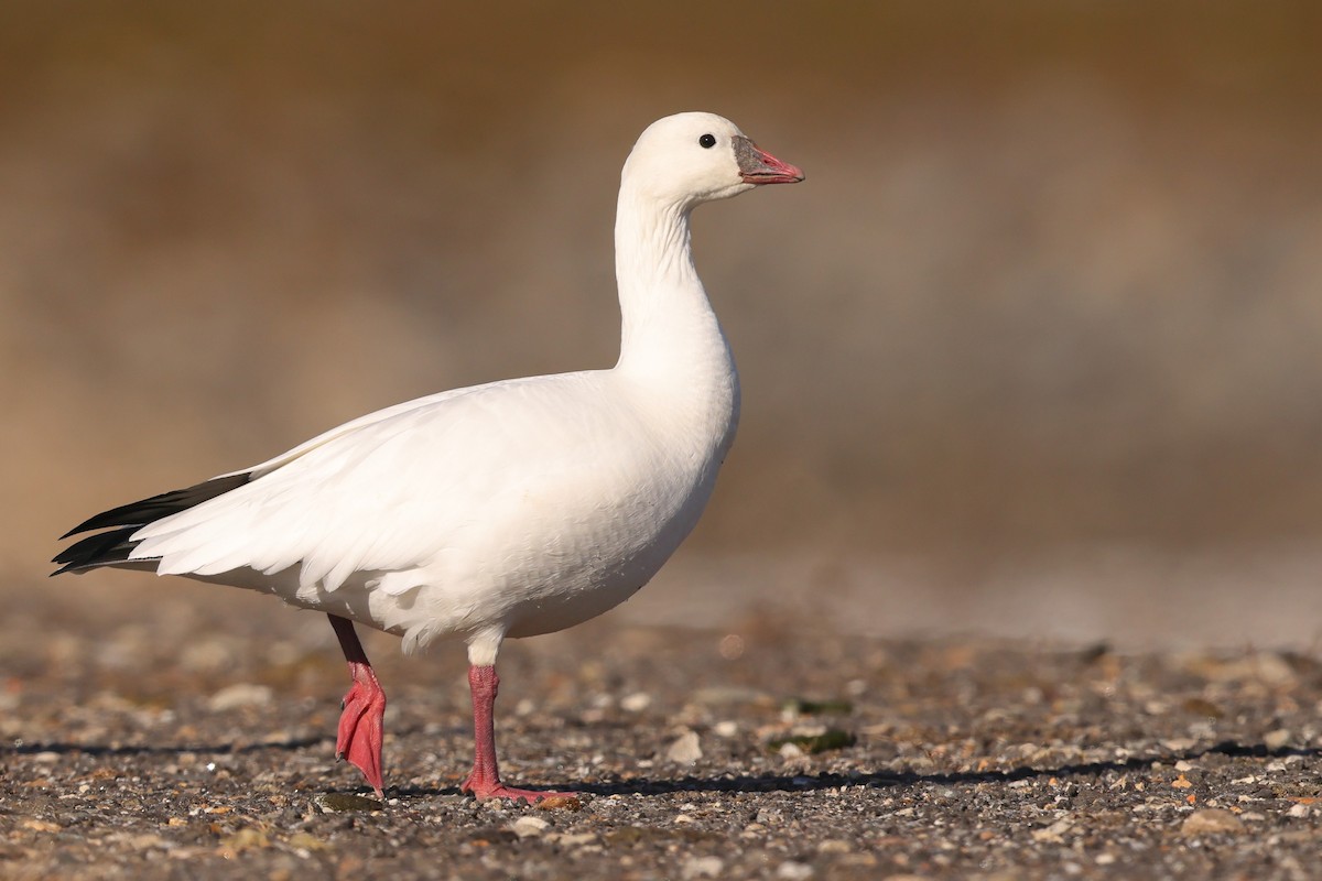 Ross's Goose - ML509361431