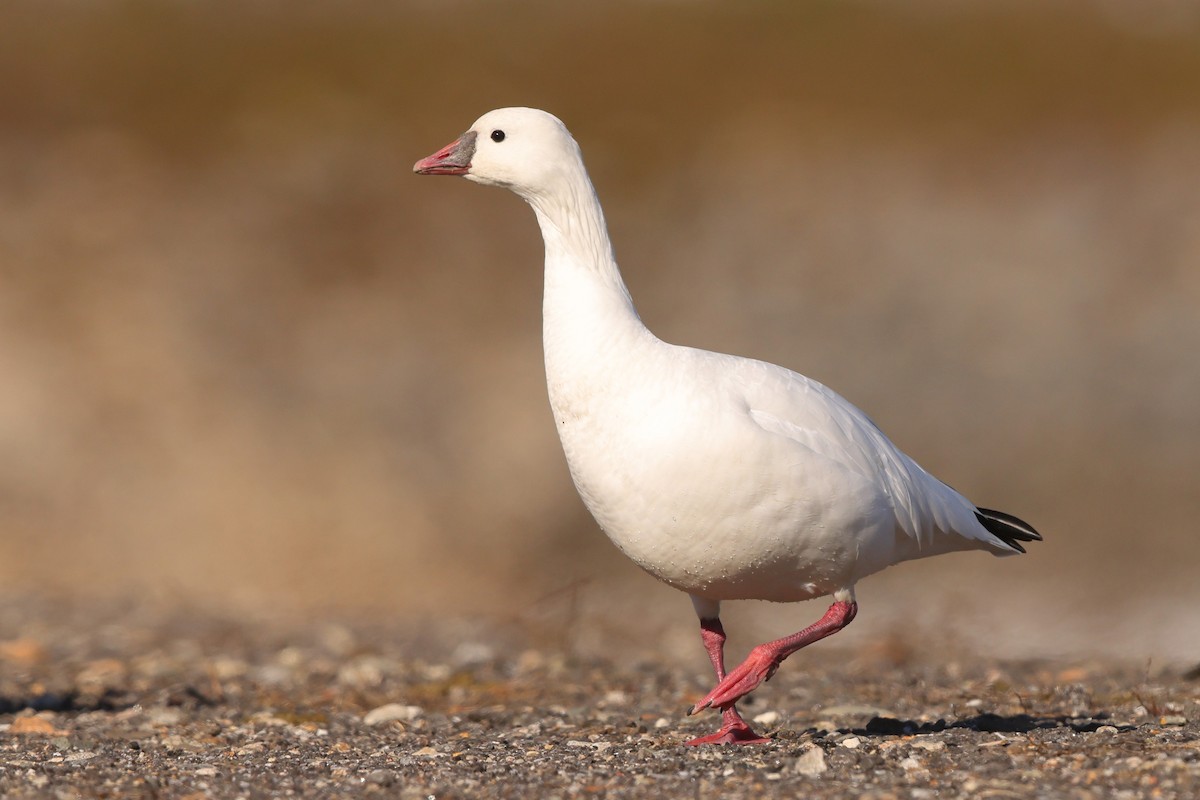 Ross's Goose - Sam Zhang