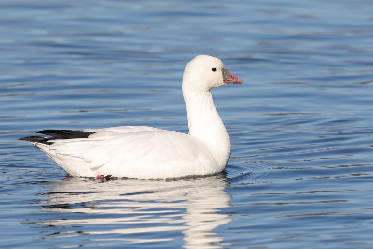 Ross's Goose - Sam Zhang