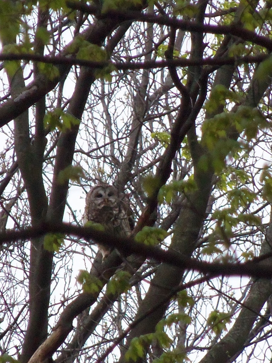 Barred Owl - ML50936181