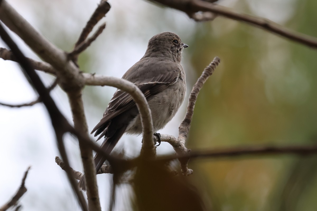 Townsend's Solitaire - William Rockey