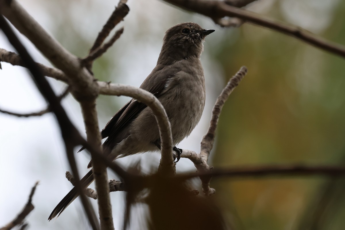 Townsend's Solitaire - William Rockey
