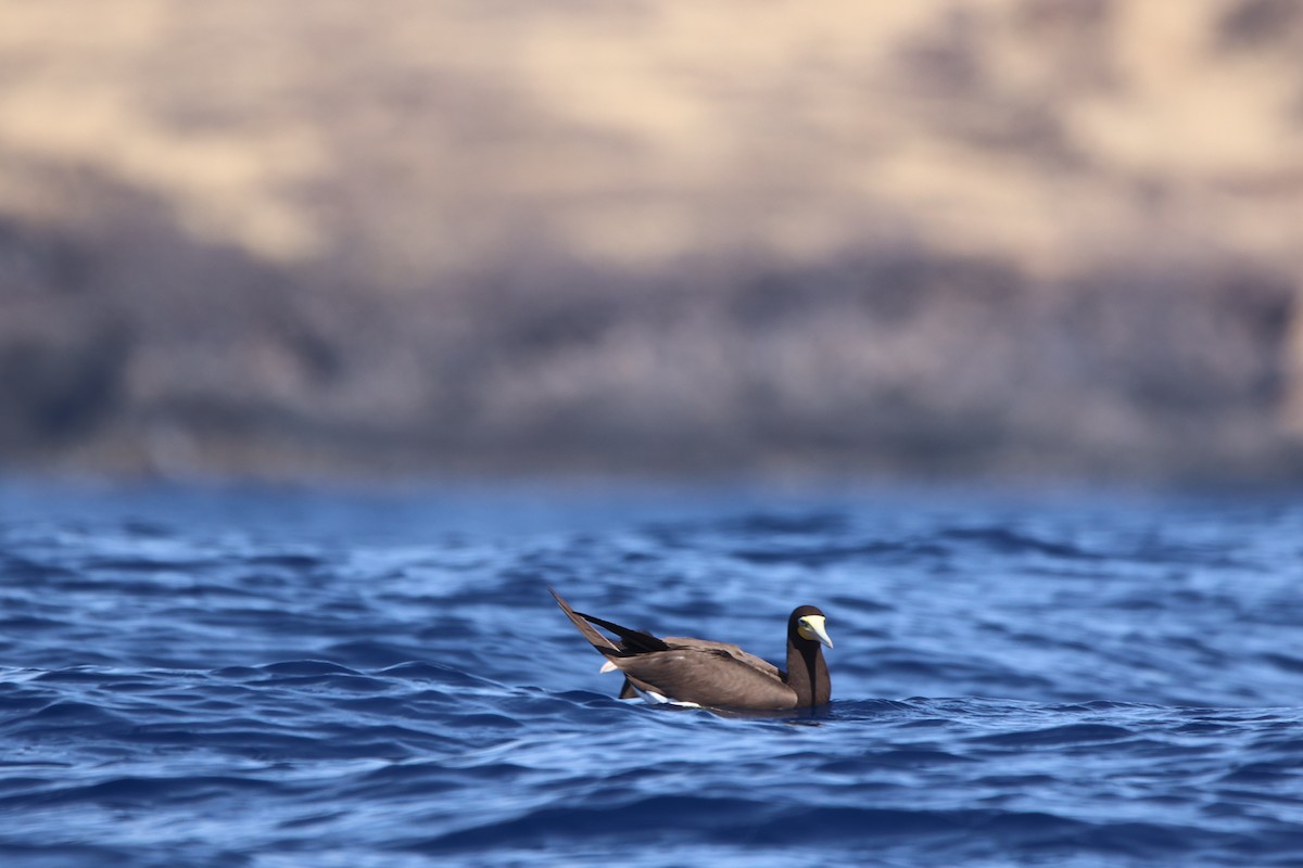 Brown Booby - ML509362991