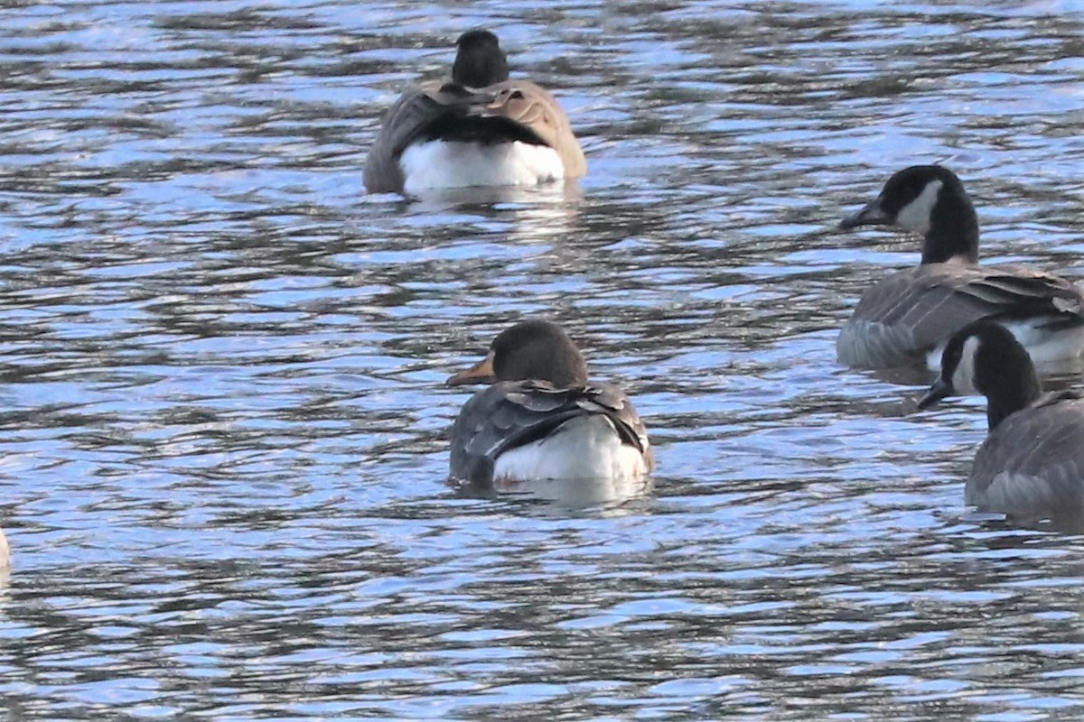 Greater White-fronted Goose - ML509364771