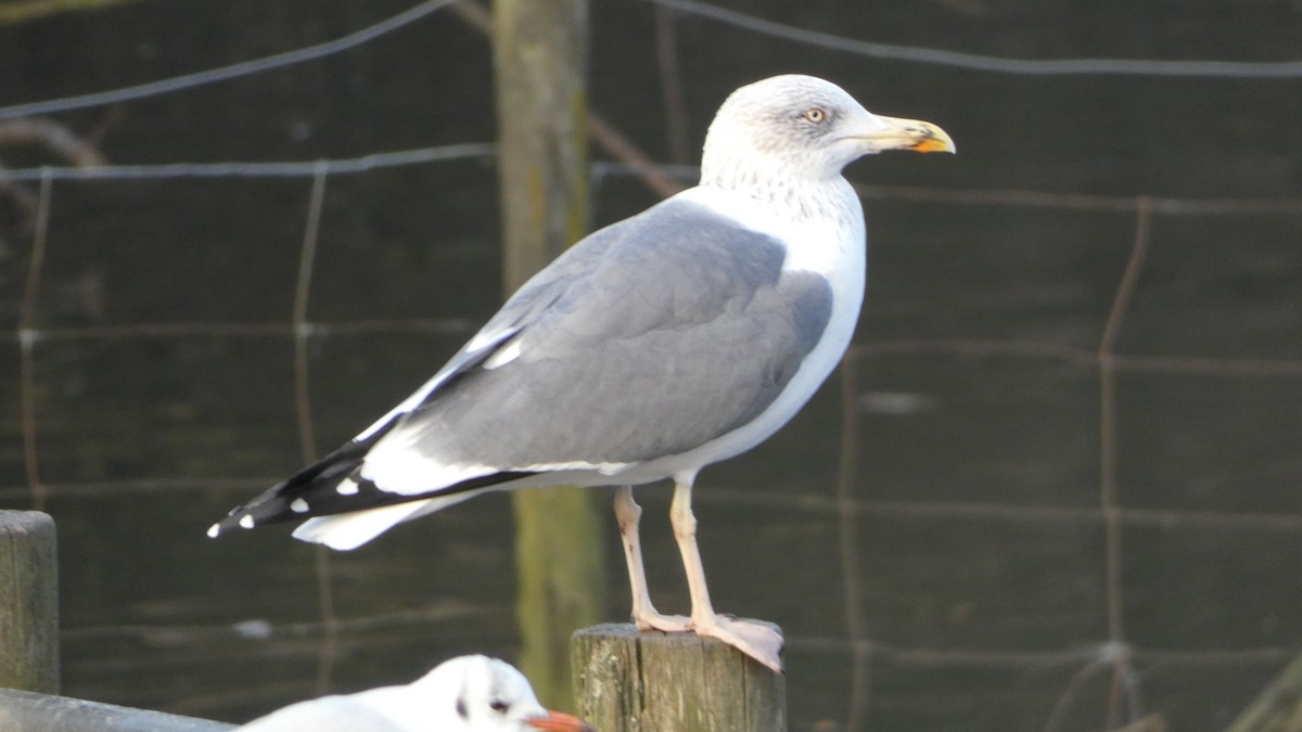 Lesser Black-backed Gull - Andris Cemme