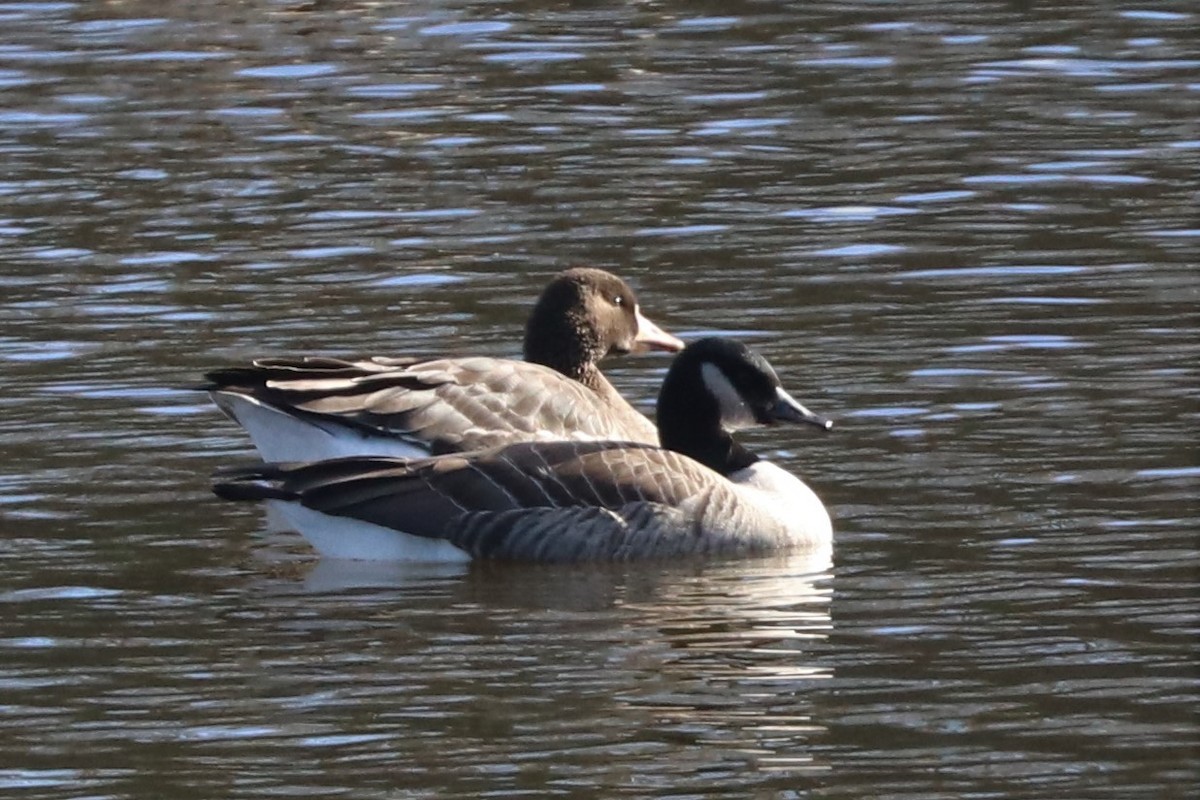 Greater White-fronted Goose - ML509364811