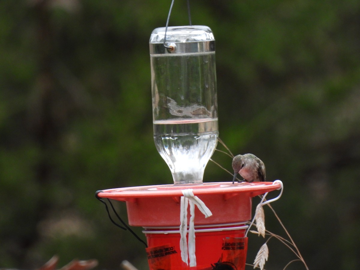 Black-chinned Hummingbird - Luke Schneider