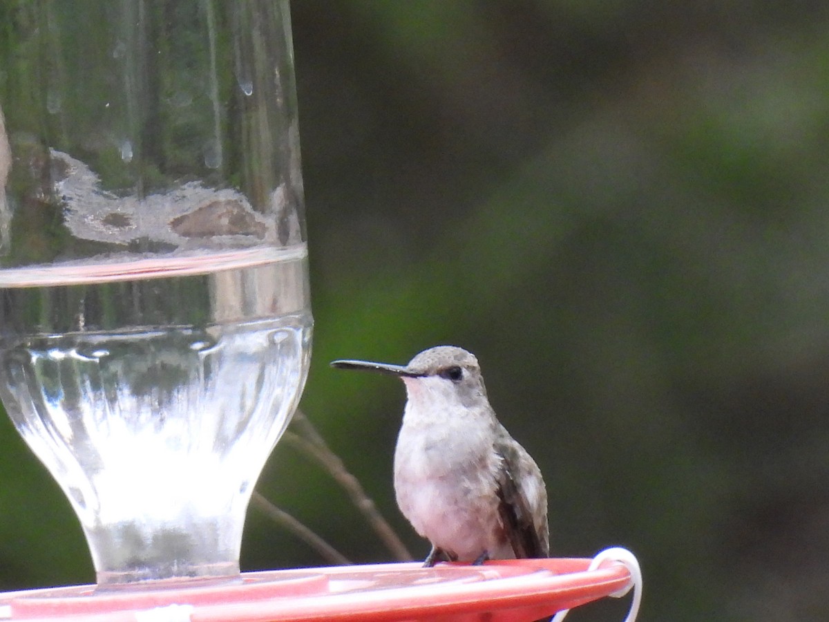 Black-chinned Hummingbird - Luke Schneider