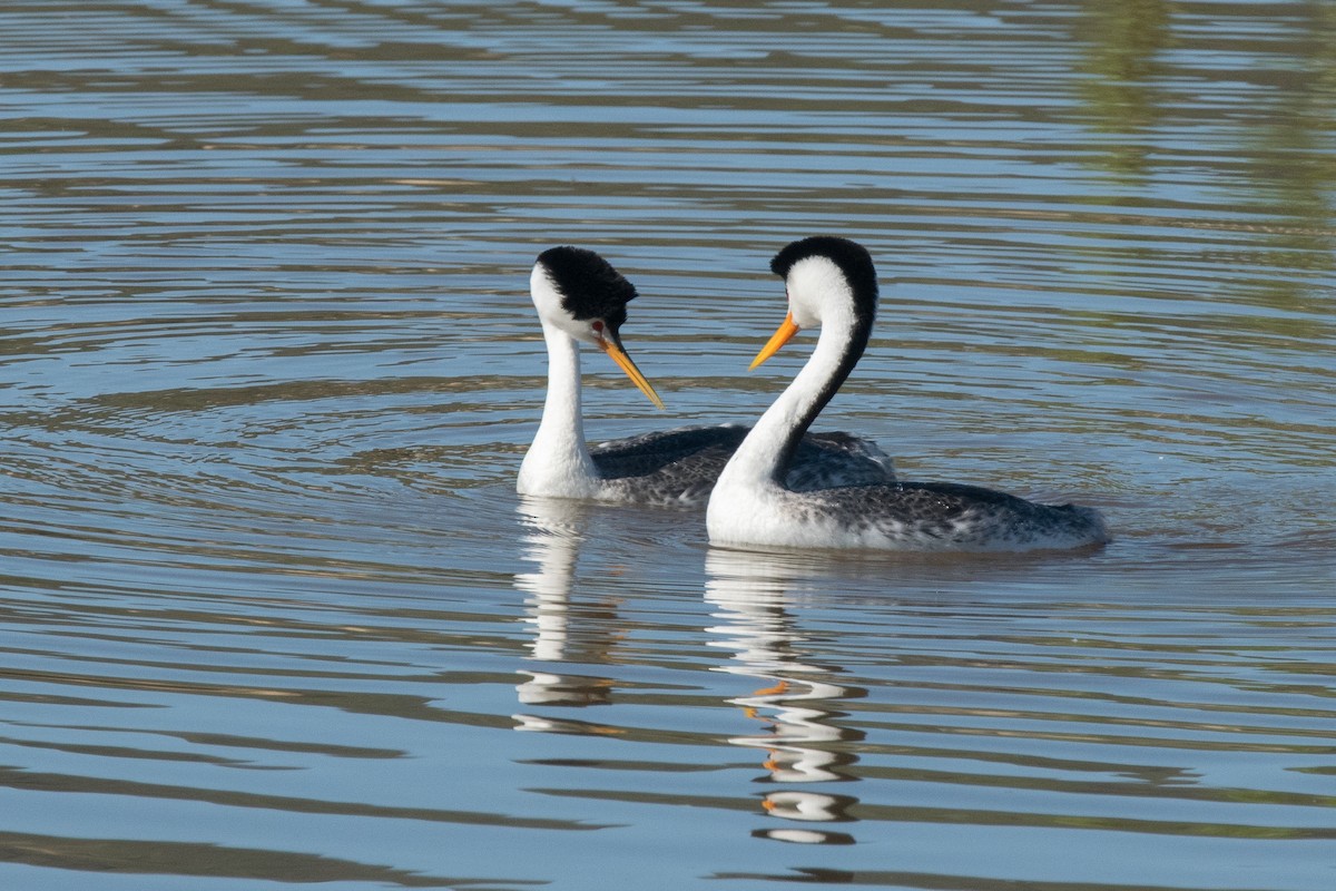 Clark's Grebe - Nancy Christensen
