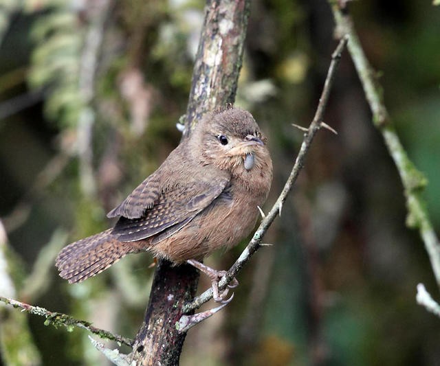 House Wren - ML50936631