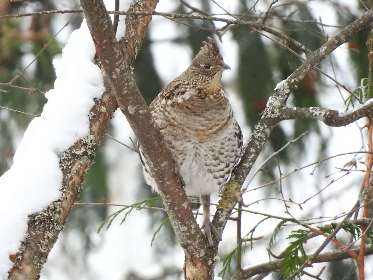 Ruffed Grouse - Darlene Cancelliere