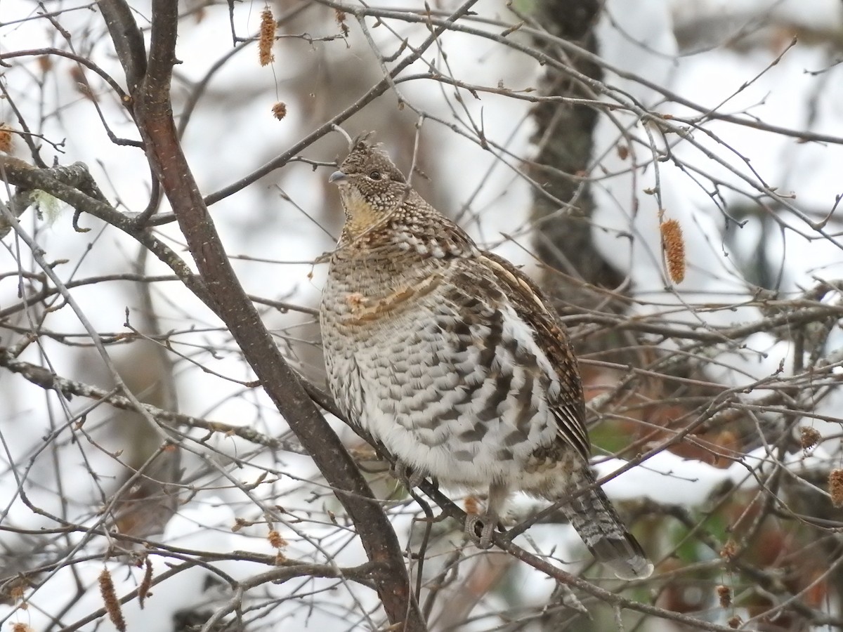 Ruffed Grouse - ML509366741