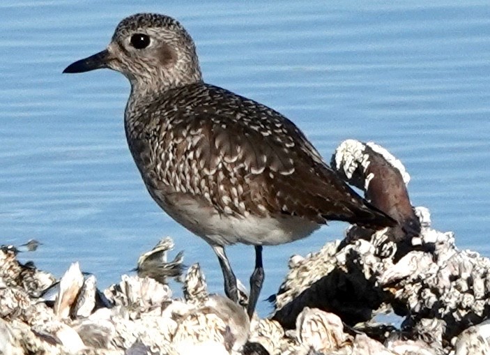 Black-bellied Plover - ML509367731