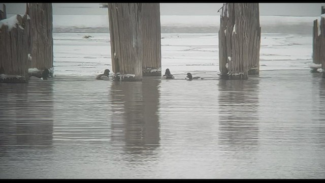 Ring-necked Duck - ML509368371