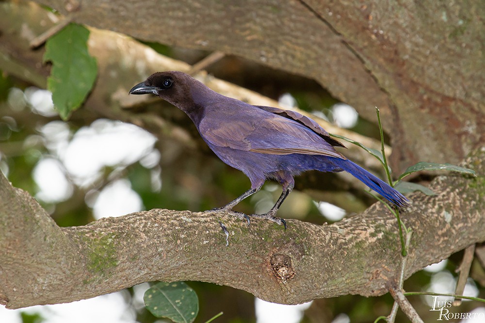 Purplish Jay - Luis Roberto da Silva