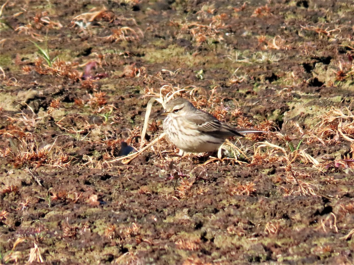 American Pipit - ML509370581